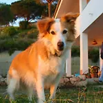 Διαμέρισμα The Olive Tree - Seaview