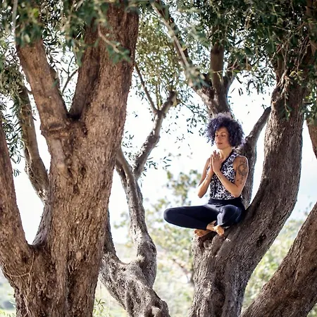 The Olive Tree - Seaview