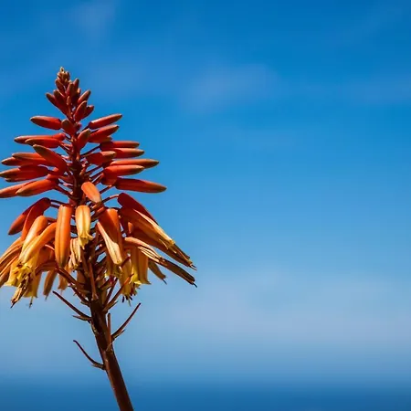 アパート The Olive Tree - Seaview *