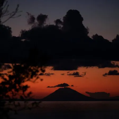 The Olive Tree - Seaview