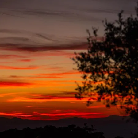 The Olive Tree - Seaview Capo Vaticano