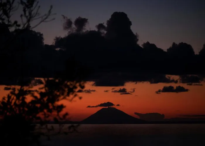 The Olive Tree - Seaview