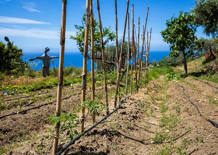 The Olive Tree - Seaview *